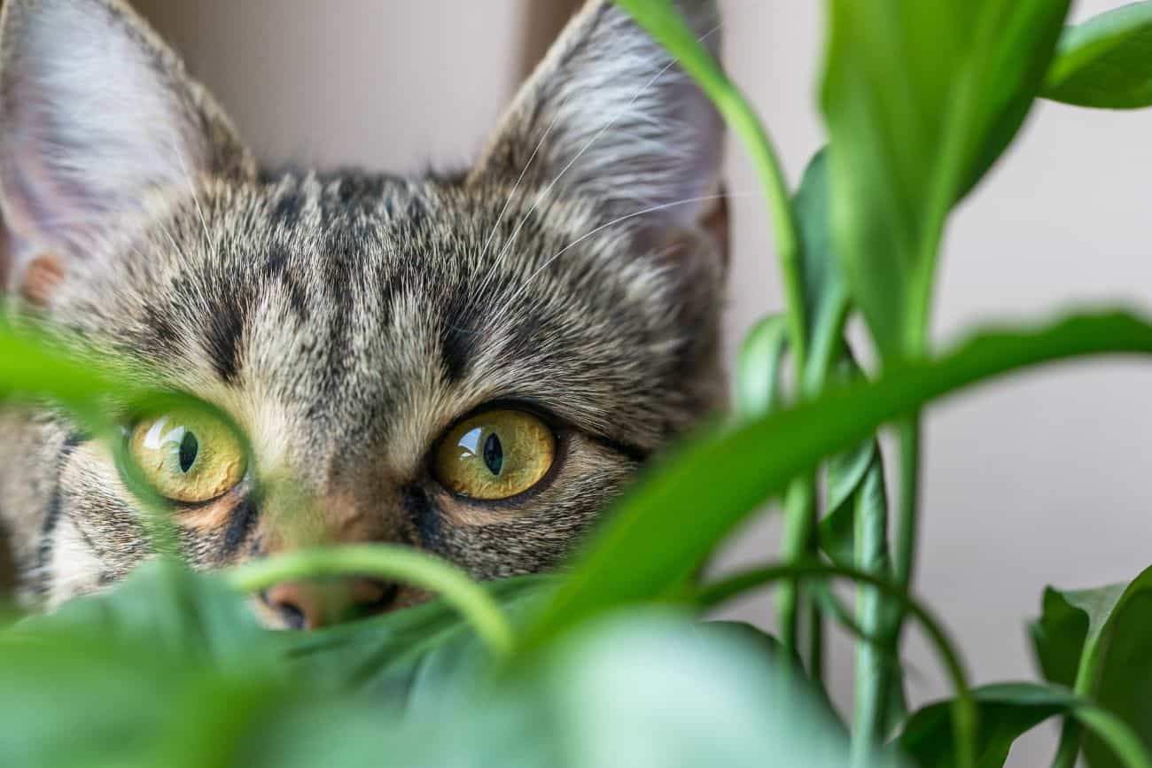 Plante toxice pentru pisici - Plante de interior
