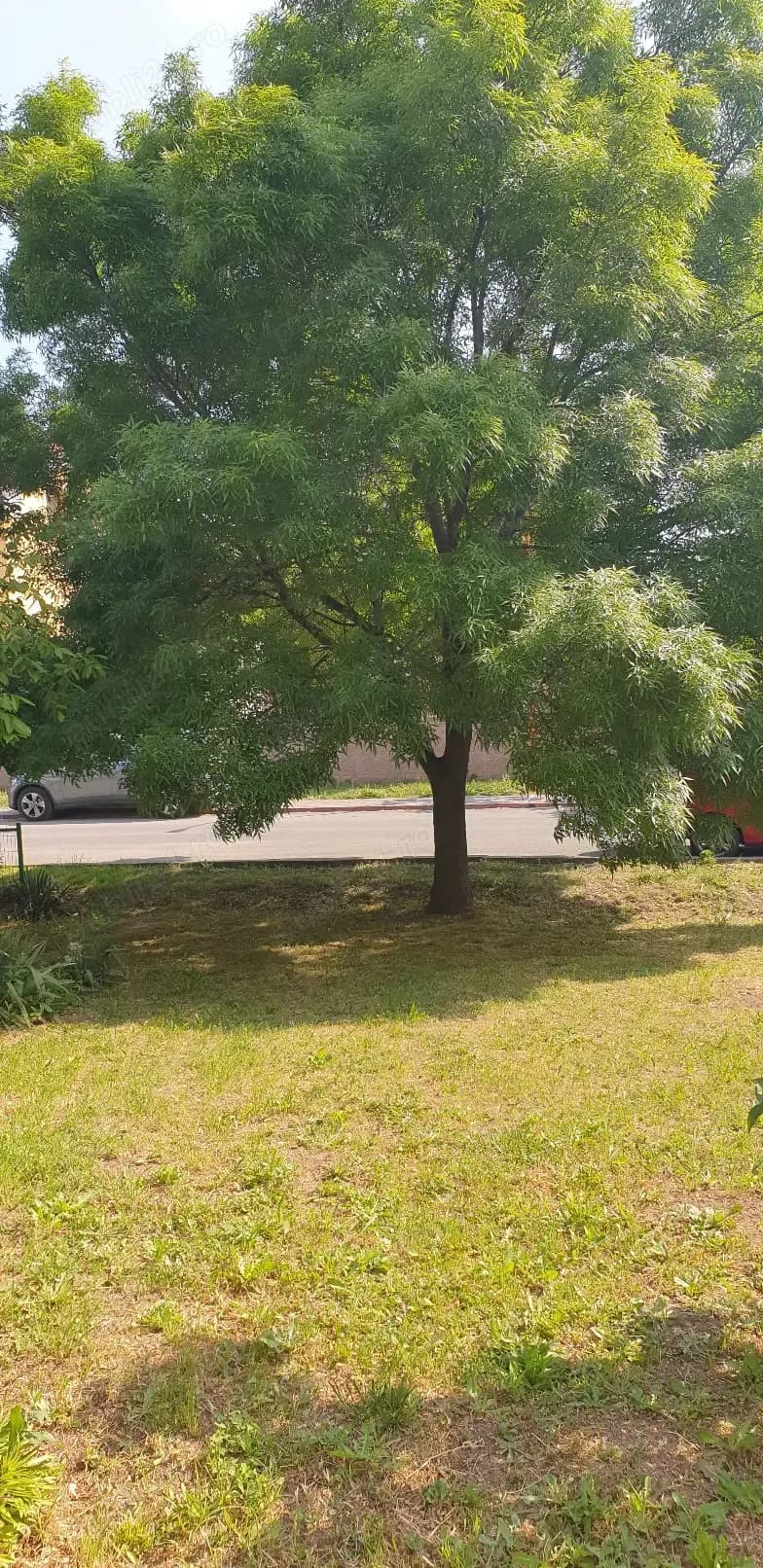 Apartament faleza nord parter 109 m  l