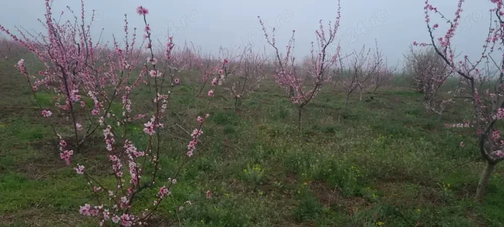 Teren de vanzare 6 hectare