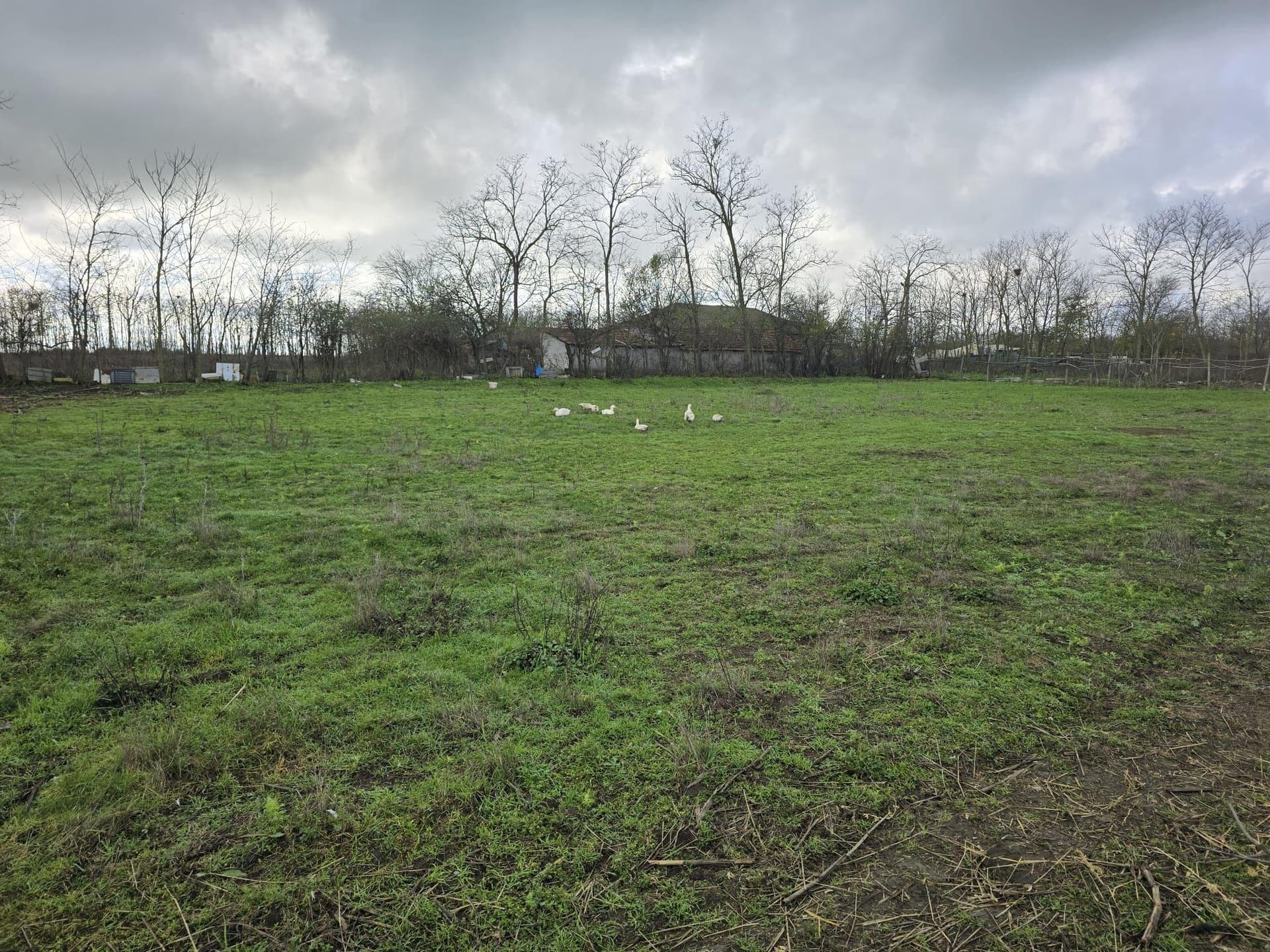 Teren agricol extravilan Negru Voda - imagine 1