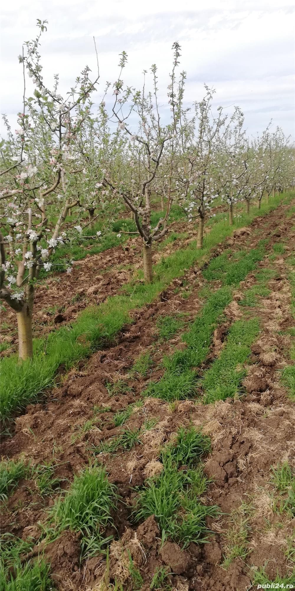 Livada pomi fructiferi situata in com vîrvoru de jos județul Dolj