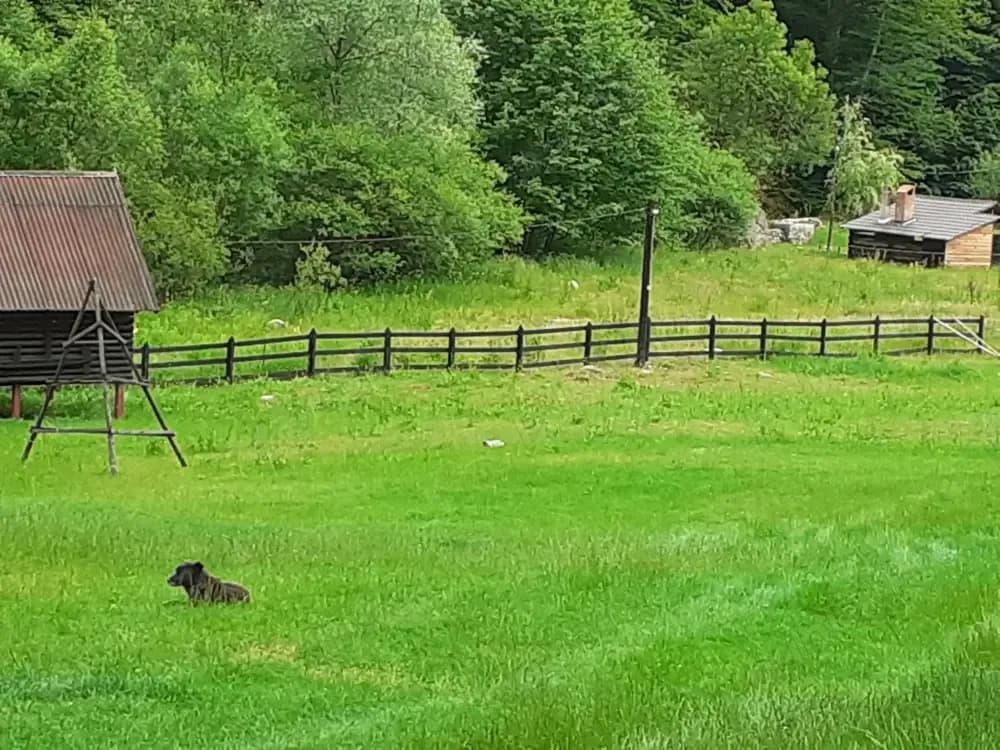 Teren intravilan la munte, Cerna Sat 7 izvoare