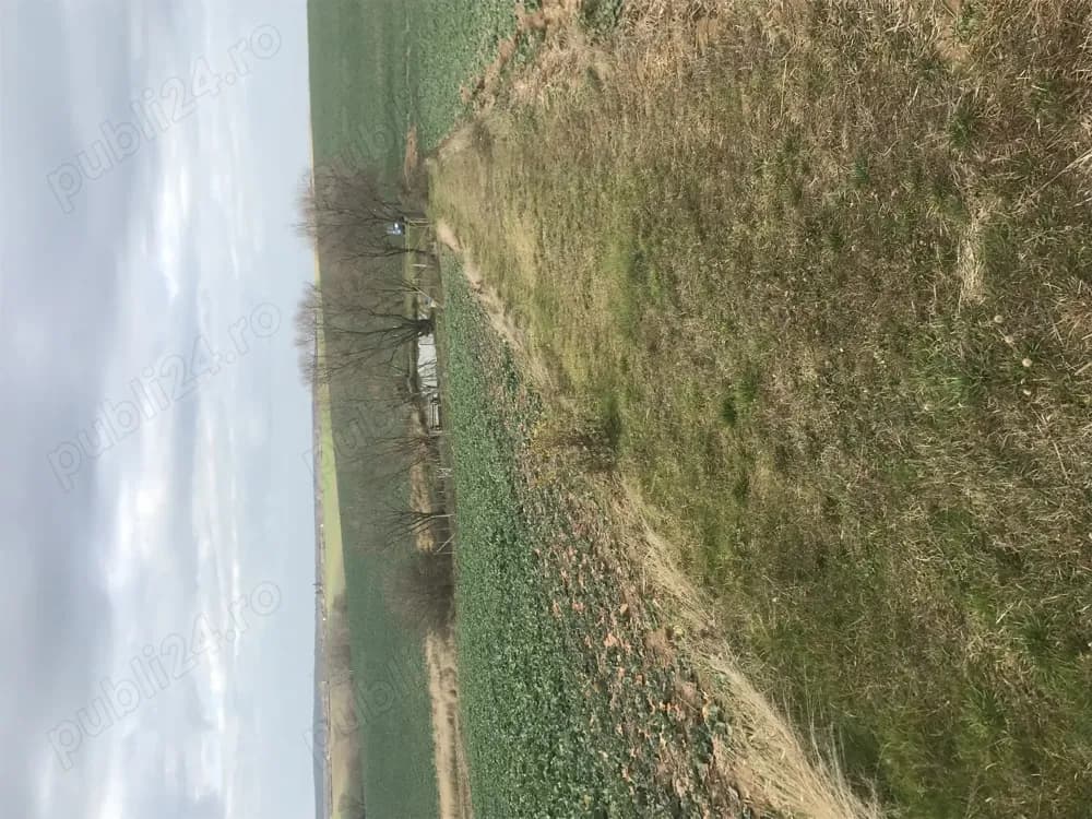 Devanzare balta cu peste