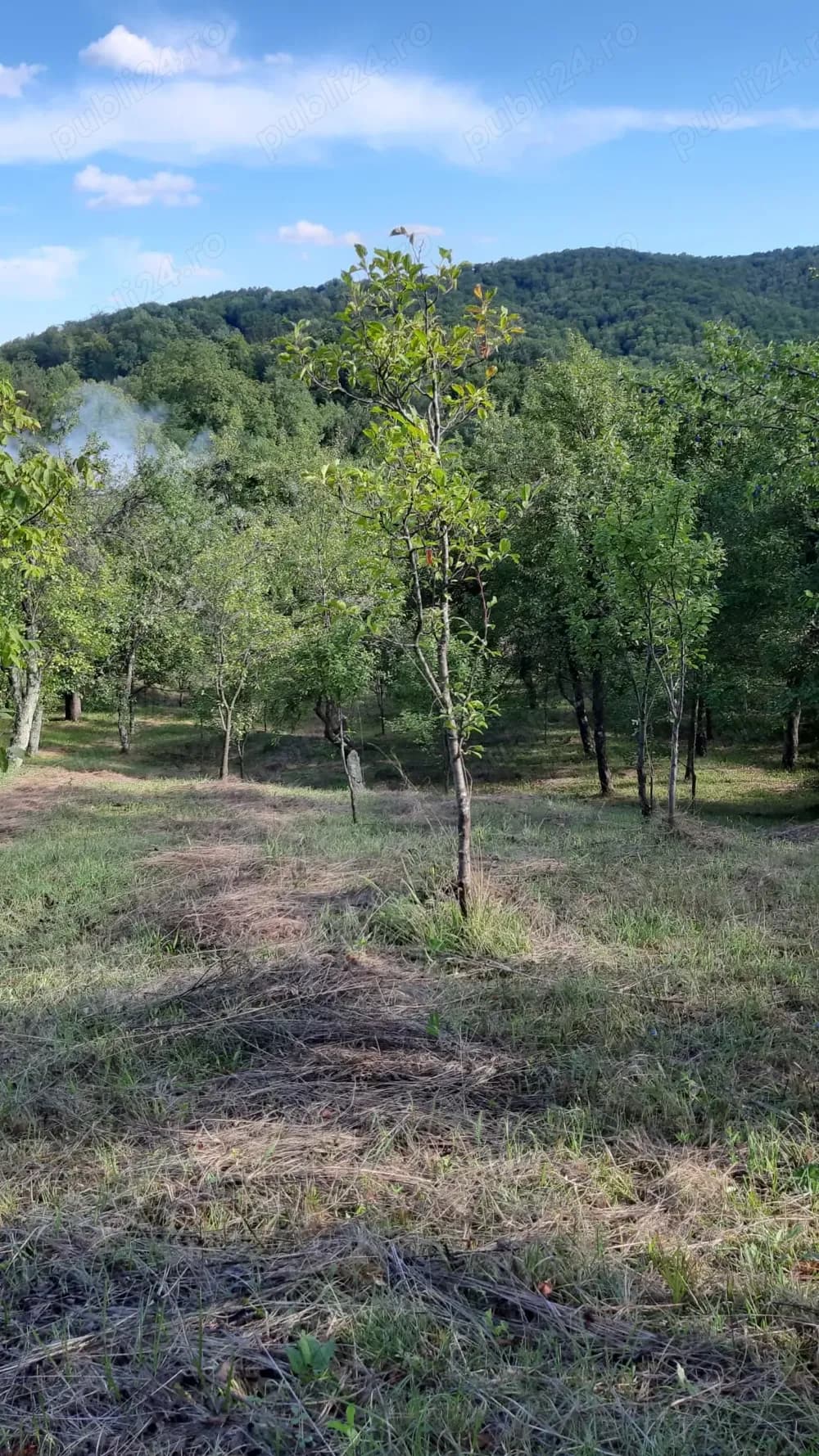 Vand teren  comuna Sotrile