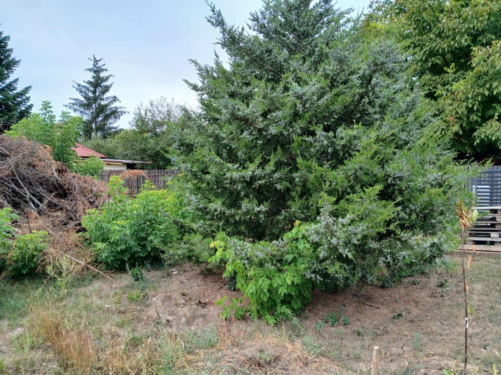 VLADICEASCA SNAGOV teren intravilan - imagine 1