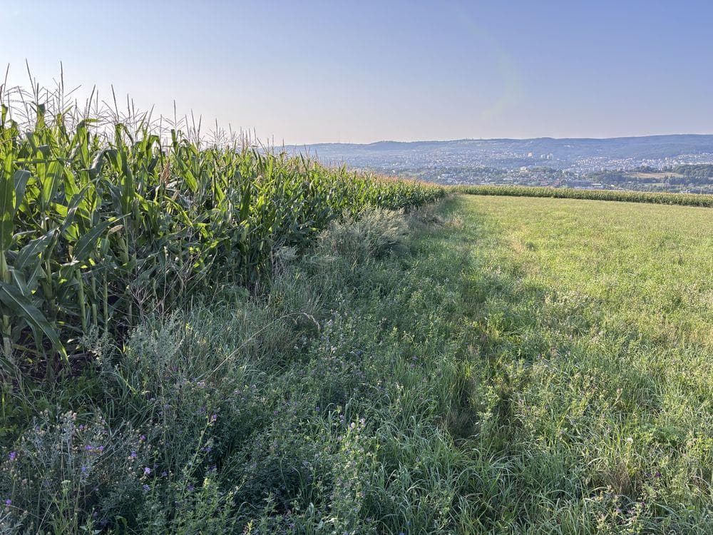 Preiau terenuri agricole in arenda CLUJ/Arendez/Inchiriez