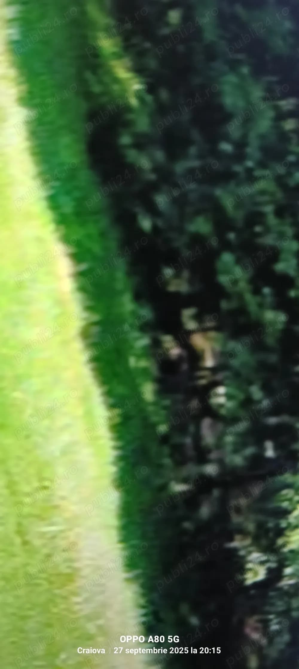 Vând pădure în loc. Vulpeni jud Olt